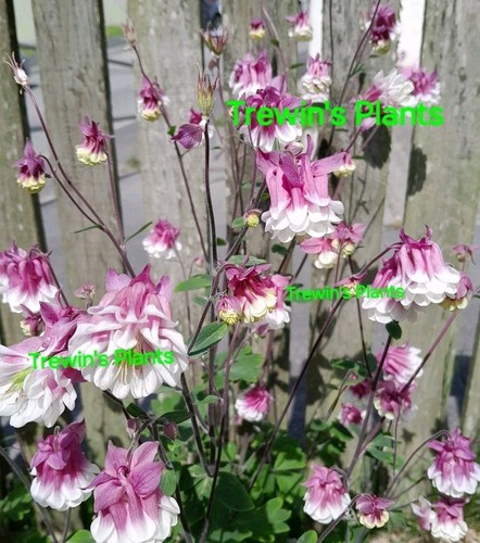 Aquilegia plant petticoat - x,