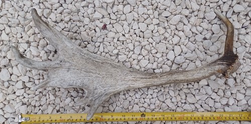 Naturally shed fallow deer - a,