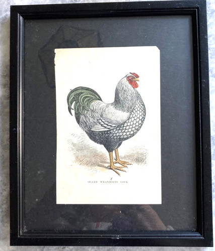C1904 antique poultry - c1904, chicken
