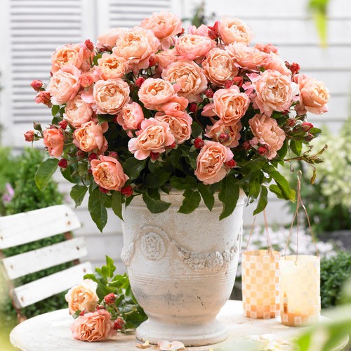 Rose bush marie curie - rose, bush,