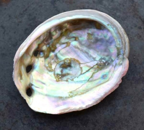 Abalone shell natural paua - abalone,