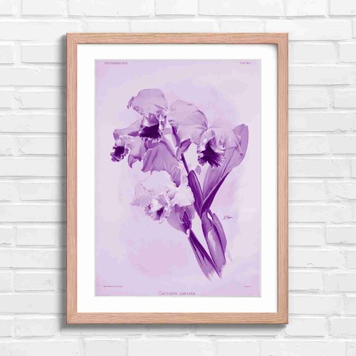 Vintage pink orchid botanical - vintage,