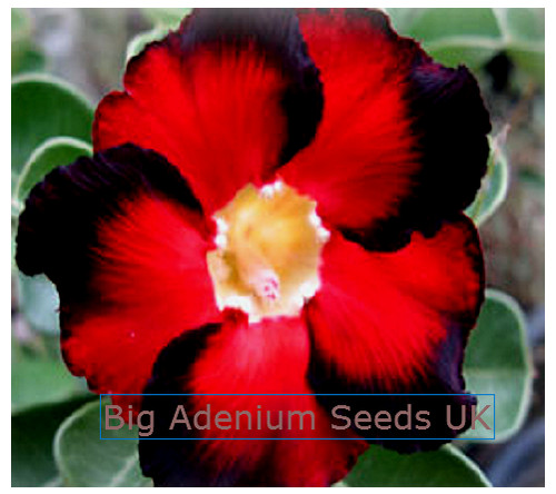 Adenium obesum seeds hip - obesum,