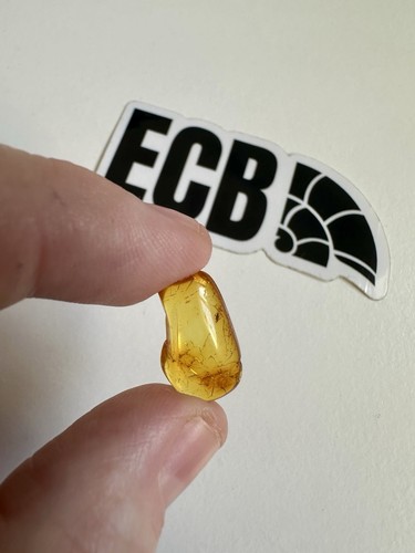 Baltic amber fossil with gnat - baltic,