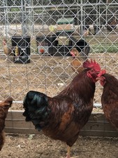 12 + 1 Rhode Island Red