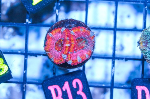 Wysiwyg live coral corals - live,