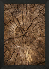 Wooden cut tree trunk Framed