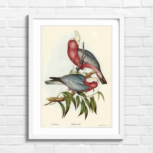 Rose pink cockatoo bird - rose,