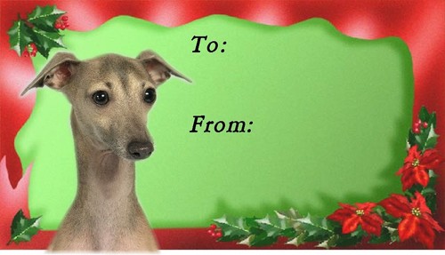 Italian greyhound christmas - greyhound,