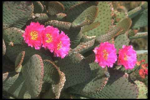 019004 beavertail cactus - beavertail,