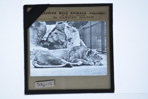 Captive wild animals - wild, lioness