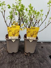 2 x 1L Forsythia 'Weekend'