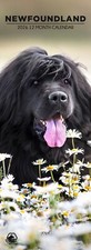 Newfoundland Dog 2026 Slim