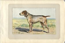Antique Print FRENCH ARM DOG