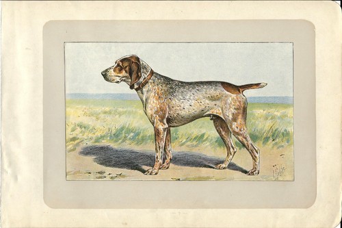 Antique print french arm - antique, dog