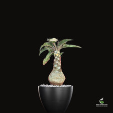 Dorstenia crispa Seeds