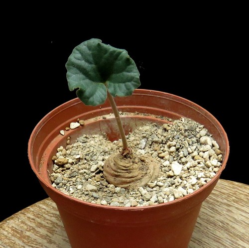 Dorstenia barnimiana mbeya - dorstenia, barnimiana,mbeya