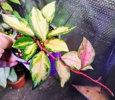Hoya Australis Tri-colour