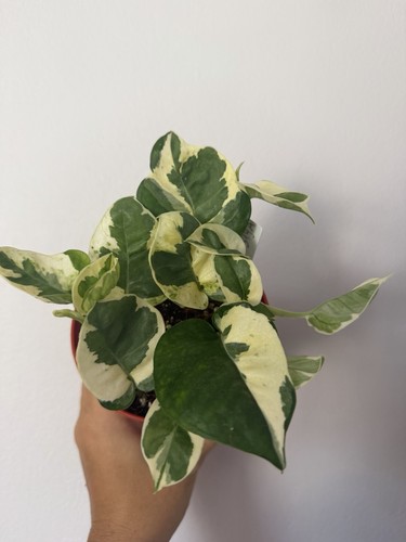 Epipremnum joy variegated - epipremnum,