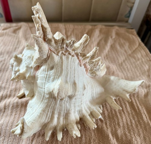 Large murex ramose - ramose, shell