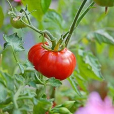 Tomato 'Crimson Blush' - 3x