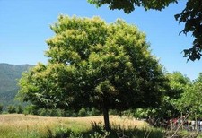 Healthy Chestnut Tree Seedling