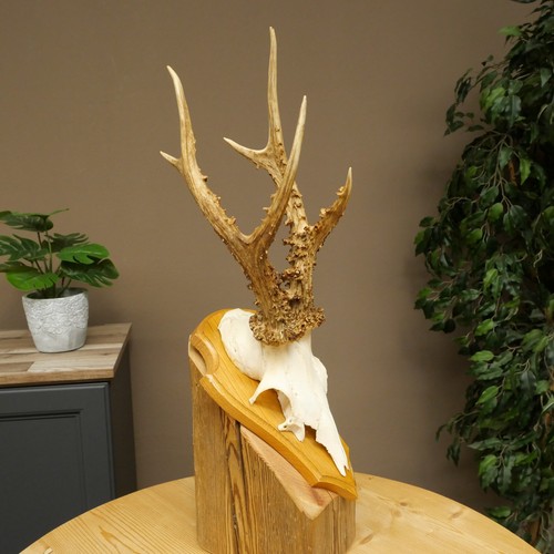 Rehbock deer antler rack - rack, mount