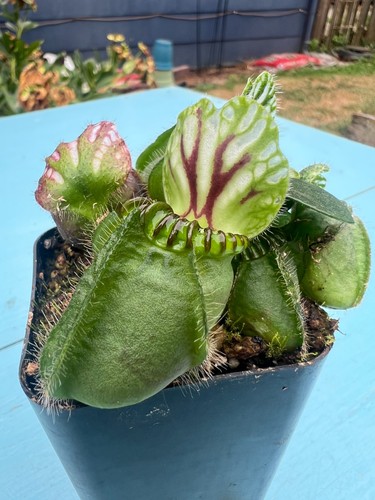 Cephalotus follicularis - follicularis,