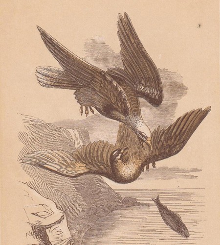 1851 bald eagle osprey bird - 1851, &