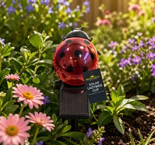 Solar powered ladybird - ladybird, clip