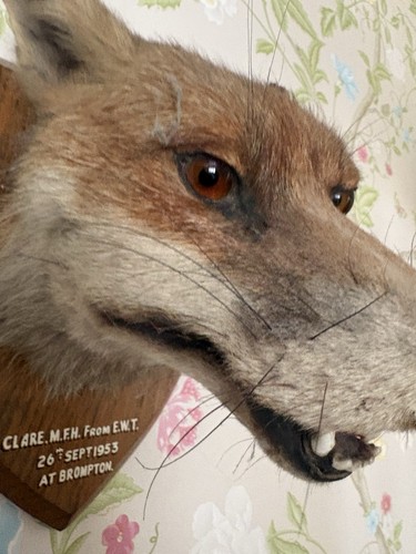 Fox taxidermy head - fox,