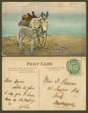 Donkeys, Seaside Beach Donkey Ride, Foal Learning the business 1905 Old Postcard