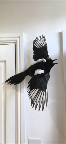 Magpie wall mounted display - display, (