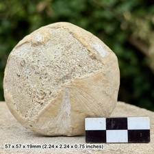 CLYPEUS MULLERI Fossil