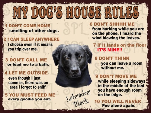 Labrador black dog house - labrador, my