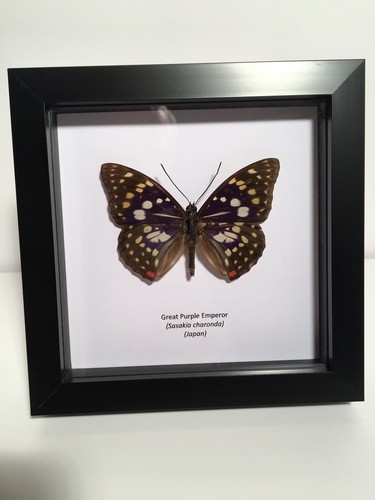 Great purple emperor - great, (sasakia