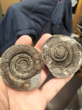 DACTYLIOCERAS SP POS NEG