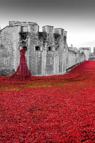 Tower london poppy - london,