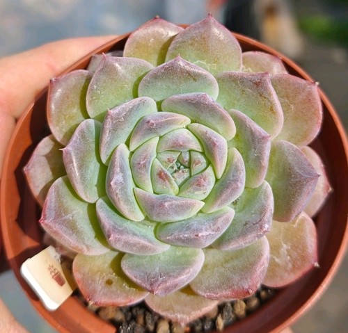 Echeveria sarang stunning - echeveria,