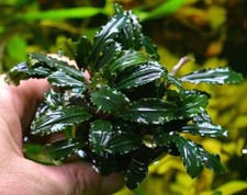 Bucephalandra species - Live Aquarium Plants Terrarium Tropical Aquascaping RARE