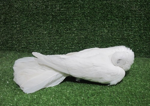 Sleeping white fantail - white,