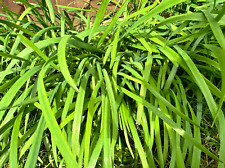 Roots of fresh garlic chives