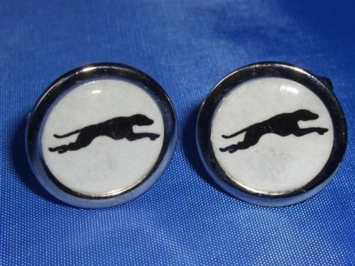 Greyhound racing dog - greyhound, new