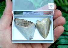 2 X REAL MEGALODON SHARKS