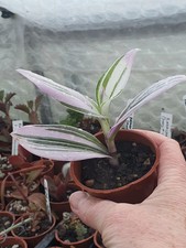 Tradescantia albiflora