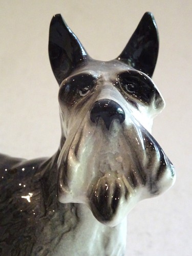 Scottish terrier scottie dog - scottish,
