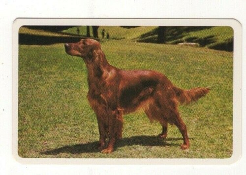 Named pedigree dog swap - named,
