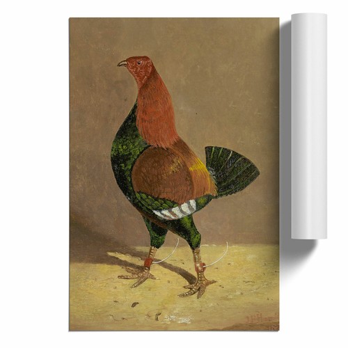 Fighting cock vol john - fighting,