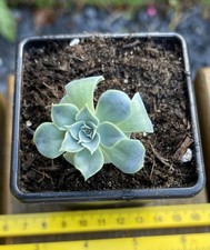 Echeveria succulent well