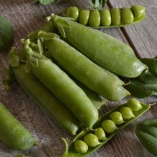 SUGAR SNAP PEA  - SUGAR BON 250 SEEDS